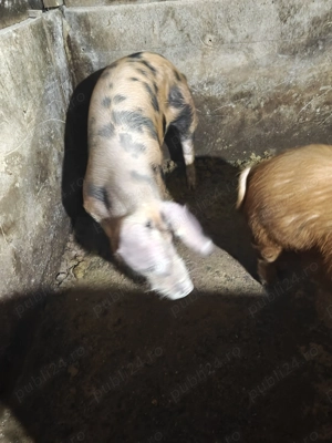 Porci de vânzare  - imagine 5