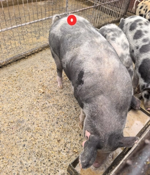 Porc de vanzare - imagine 3