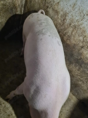 Porc de vânzare  - imagine 3