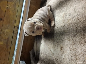 American Bully Micro