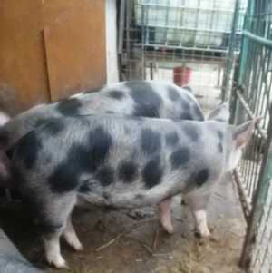 Porci pentru sacrificat, Valea Largă, Mureș