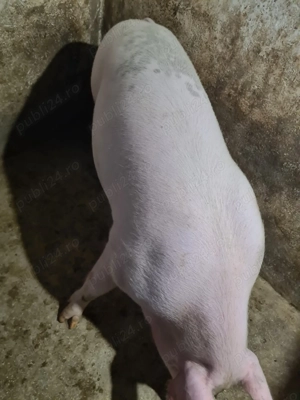 Porc de vânzare  - imagine 4