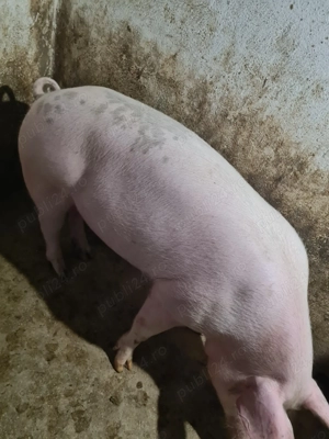 Porc de vânzare  - imagine 2