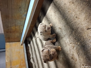 American Bully Micro - imagine 2