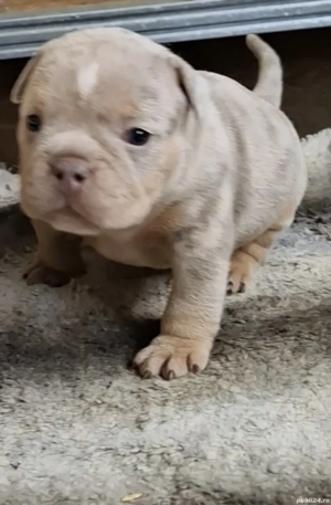 American Bully Micro - imagine 3