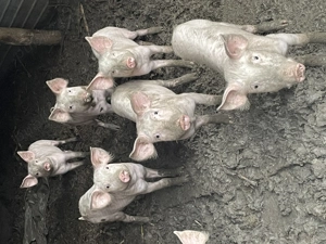 Vând purcei de carne - imagine 2