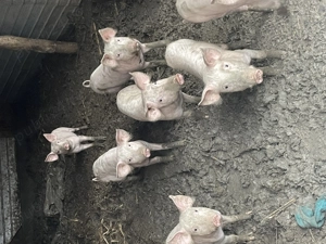 Vând purcei de carne - imagine 3