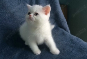 Puiuți British Shorthair Blue Point  - imagine 5
