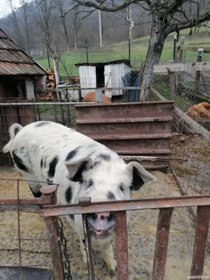 Porci de vânzare crescuți în gospodaria proprie 150 170 kg - imagine 2