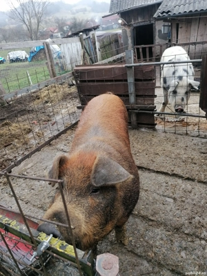 Porci de vânzare crescuți în gospodaria proprie 150 170 kg - imagine 2