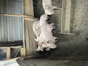 Vând purcei de carne - imagine 4