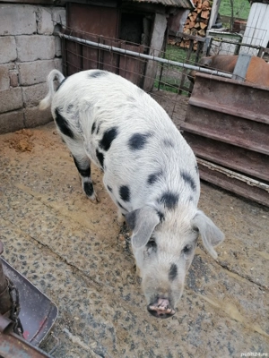 Porci de vânzare crescuți în gospodaria proprie 150 170 kg - imagine 4