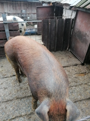 Porci de vânzare crescuți în gospodaria proprie 150 170 kg