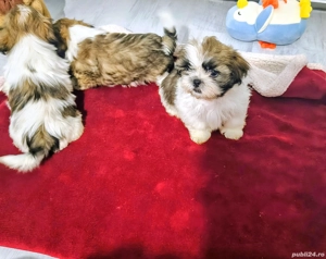 Vand pui shih tzu - imagine 2