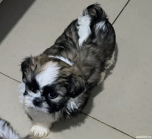 Vand pui shih tzu