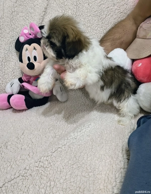 Vand pui shih tzu - imagine 3