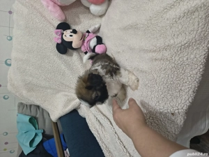 Vand pui shih tzu - imagine 4