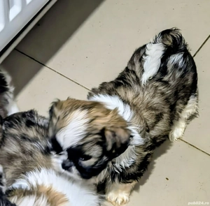 Vand pui shih tzu - imagine 5