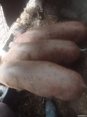 Purcei de vînzare  - imagine 2