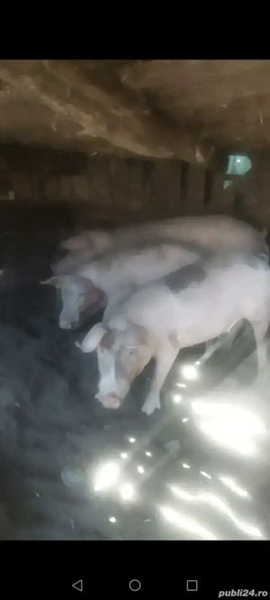 De vanzare porci mari de carne,grostei si purcei