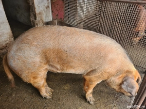 Porc pentru sacrificat. - imagine 2