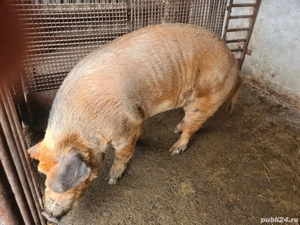 Porc pentru sacrificat.