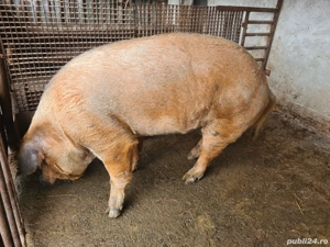 Porc pentru sacrificat. - imagine 3