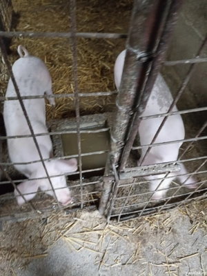 Vând Purcei de rasă  - imagine 5