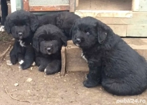 masculi corbi  - imagine 2