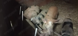 Vând solani - imagine 3