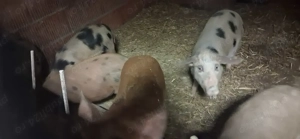 Vând solani - imagine 2