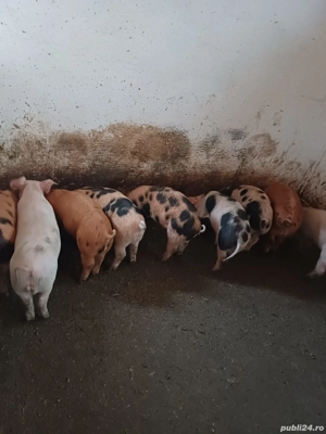 purcei de vânzare argeș, cateasca, Ciresu 