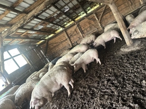 Vindem crescuți natural la tara avem de la 100-300kg - imagine 2