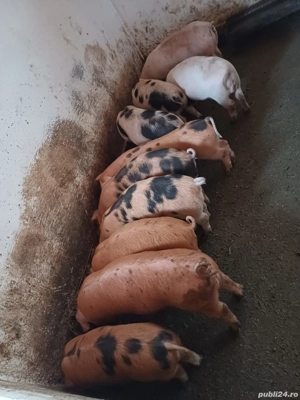 purcei de vânzare argeș, cateasca, Ciresu  - imagine 3