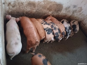 purcei de vânzare argeș, cateasca, Ciresu  - imagine 2