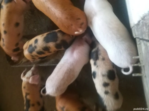 purcei de vânzare argeș, cateasca, Ciresu  - imagine 5