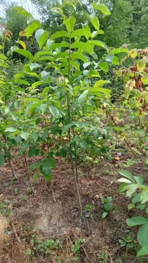 Vand puieti de nuc autohton - imagine 2