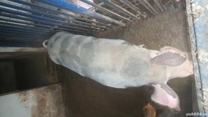 vand porci - imagine 1