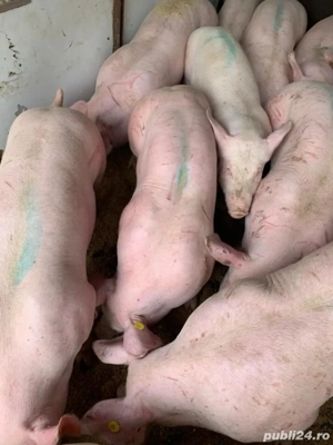 Vand porci - imagine 4