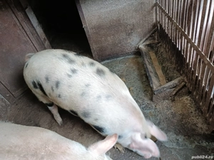 Vand porc de 120 kg - imagine 2