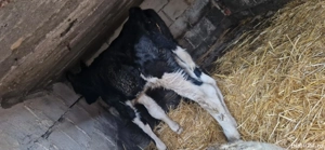 tauras de vanzare 2 săptămâni 