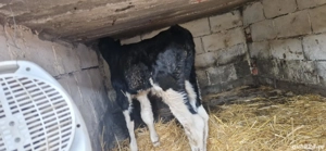 tauras de vanzare 2 săptămâni  - imagine 3