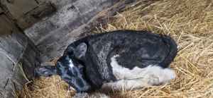 tauras de vanzare 2 săptămâni  - imagine 2