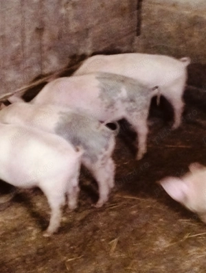 Purcei de 10 săptămâni și șoldani de 30 kg