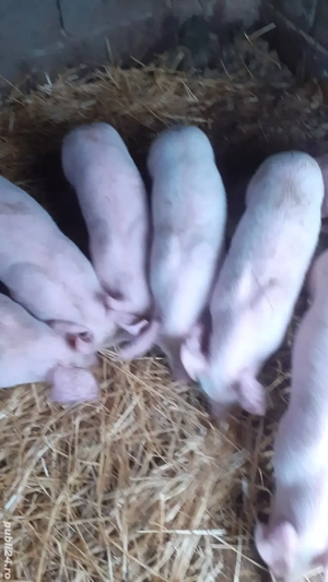 Purcei montată artificiala landras cu pietran 7saptamâni  - imagine 2