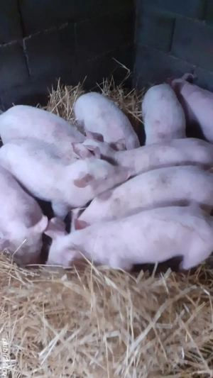 Purcei montată artificiala landras cu pietran 7saptamâni  - imagine 3