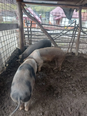 Godini de vanzare - imagine 2