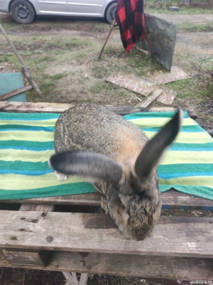 Iepure Urias German Mascul  - imagine 2