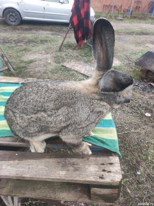 Iepure Urias German Mascul  - imagine 3