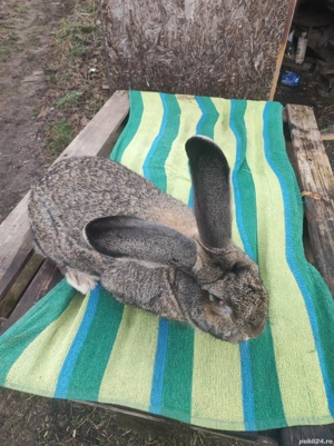 Iepure Urias German Mascul  - imagine 4